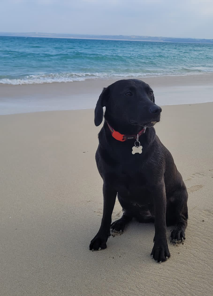Mabel (a black labrador) is sitting on the beach in St Ives